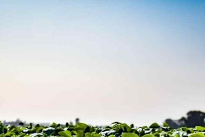 Trump 10 Billion Farmer Bailout 2025