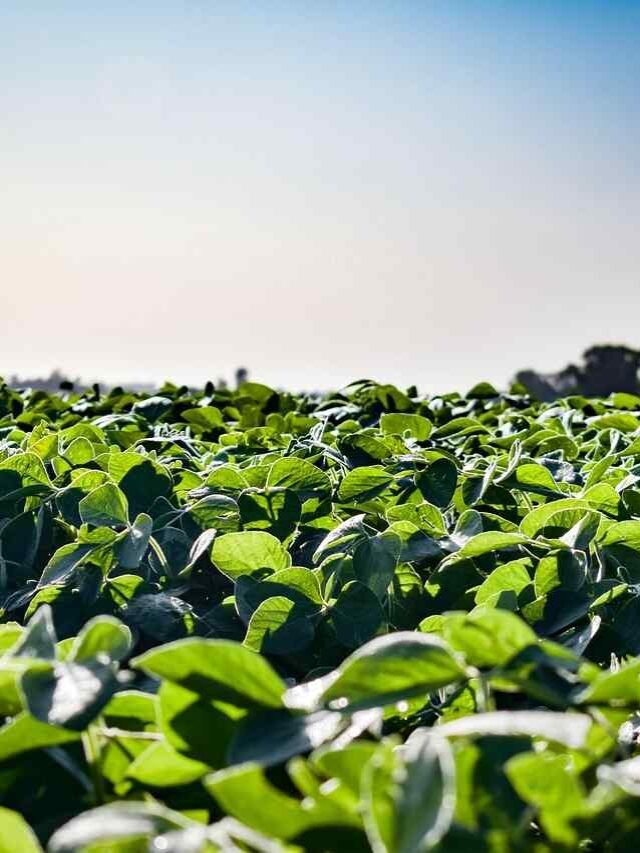 Trump Plans $10B Bailout for Farmers Hit by Trade War